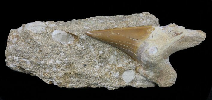 Otodus Shark Tooth Fossil In Rock - Eocene #60210